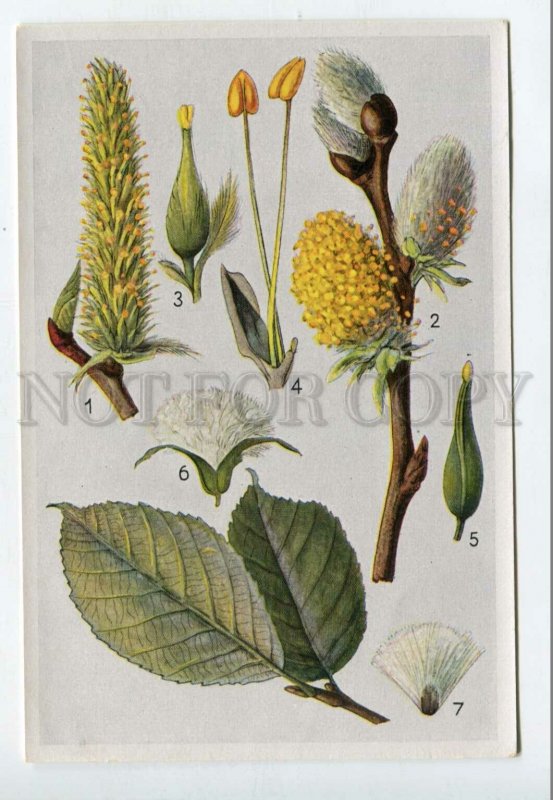 428061 Flower Salix caprea Vintage Sammelwerk Tobacco Card w/ ADVERTISING