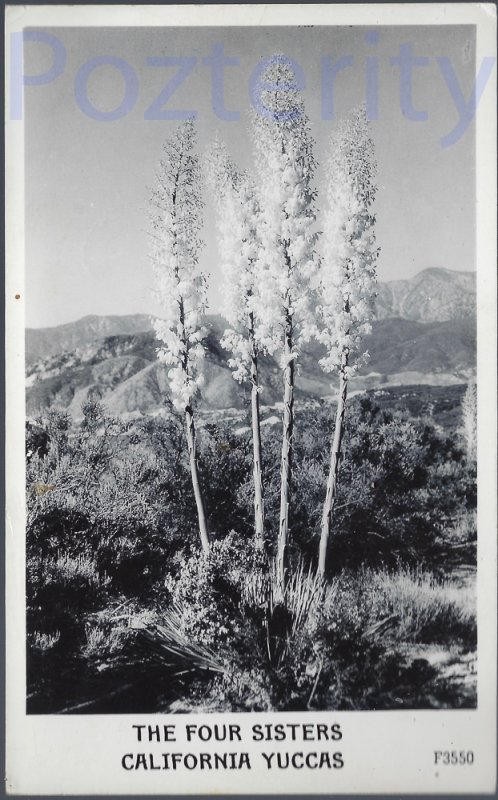 THE FOUR SISTERS CALIFORNIA YUCCA'S RPPC