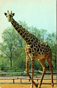 Giraffe London Zoo Whipsnade Park Regents Nr Dunstable VTG Postcard UNP Unused 