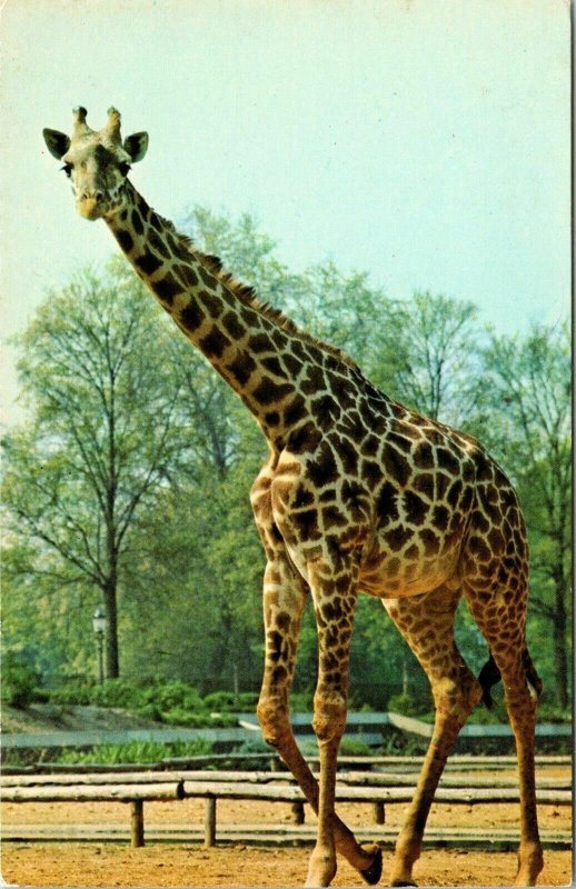 Giraffe London Zoo Whipsnade Park Regents Nr Dunstable VTG Postcard UNP Unused 