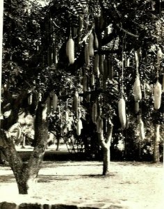 Rppc Vtg Postcard Real Photo The Sausage Tree University Of Honolulu Hawaii 