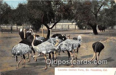 Cawston Ostrich Farm South Pasadena, CA, USA