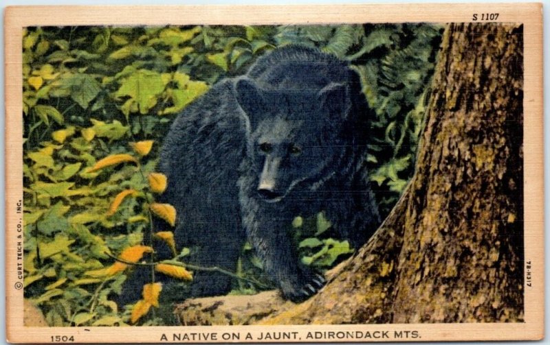 Postcard - A Native On A Jaunt, Adirondack Mts.