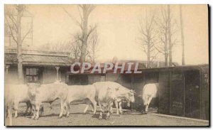 PHOTO CARD Cows Oxen Train