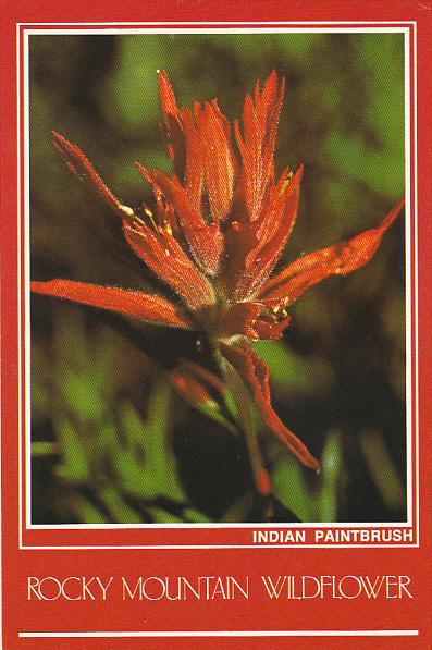 Indian Paintbrush Rocky Mountain Wildflower