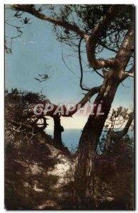 Meschers Old Postcard pine Study at the seaside