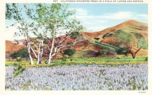 PC6753  CALIFORNIA SYCAMORE TREES IN FIELD OF LUPINE & POPPIES