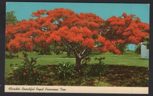 Florida's Beautiful Royal Poinciana Tree by Florida State Series ~ Chrome