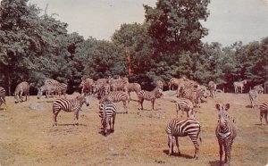 Thirty Eight Zebras Catskill, NY, USA Zebra Unused 