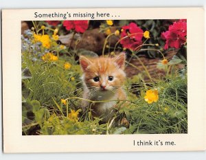 Postcard Cute Kitten in a Flower Field Something's Missing Here I Think It's Me