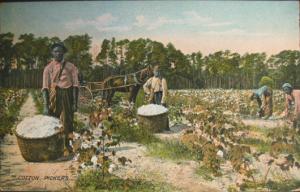 BLACK AMERICANA Cotton Pickers c1910 Postcard