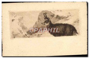 Old Postcard Chamois