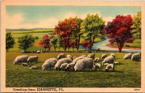 Greetings from Jeanette PA sheep herd Postcard