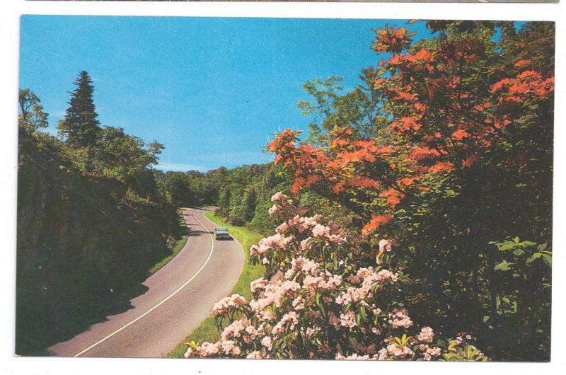 NC Blue Ridge Parkway Views Tanbark Tunnel (2 cards)