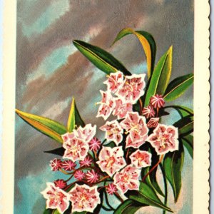 1966 PA Pennsylvania Flower Mountain Laurel Kalmia Ken Haag Painting Art PC A335