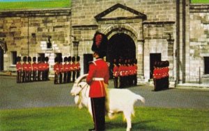 Canada Baptiste The Goat Mascot Of 22 Regiment La Citadelle Quebec