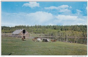 Typical Scene of Ranching Land, Horses, CARIBOO COUNTRY, British Columbia, Ca...