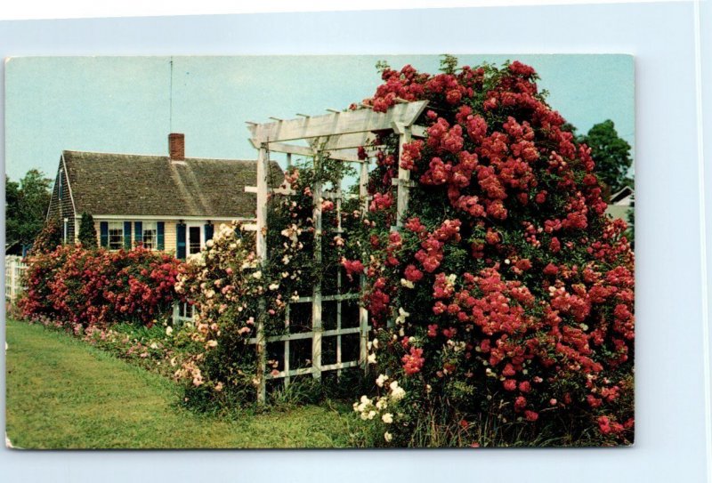 Postcard - Cape Cod Cottage and Roses, Cape Cod, Massachusetts 