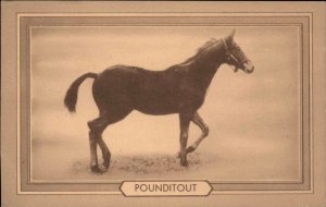 Pure Bred Race Horse Sagamore Farm Baltimore Pounditout Impound Floradora