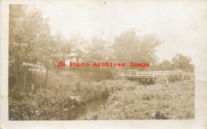 IA, Elma, Iowa, RPPC, Cow In Stream, Bridge, 1911 PM, Photo No 6-1909