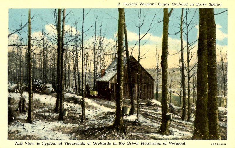 VT - Maple Sugaring. Orchard Scene in Early Spring