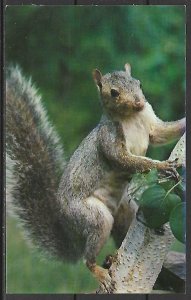 The Friendly Grey Squirrel - [MX-546]
