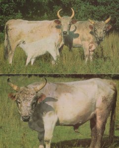 Chillingham King Bull Cow Cattle 2x Postcard s