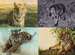 Bengal Tiger at Windsor Cotswold Zoo 4x Postcard s