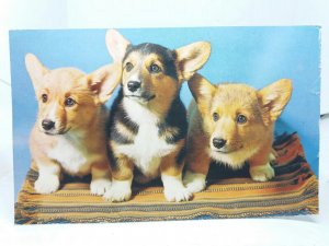 Trio of Corgi Puppy Dogs Vintage Postcard 1970