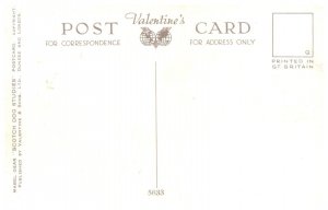 Dog ,  Scotch Collie and Terrier