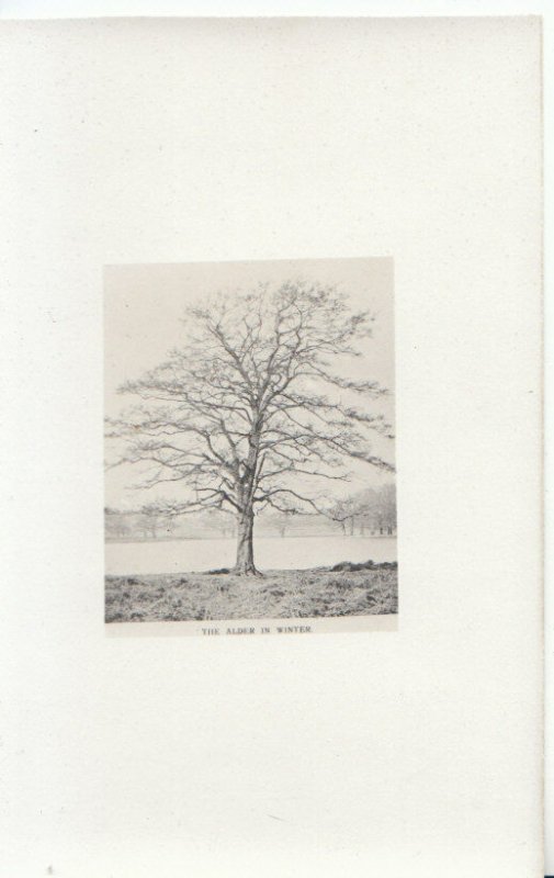 Trees Postcard - The Alder in Winter - Ref 2040A