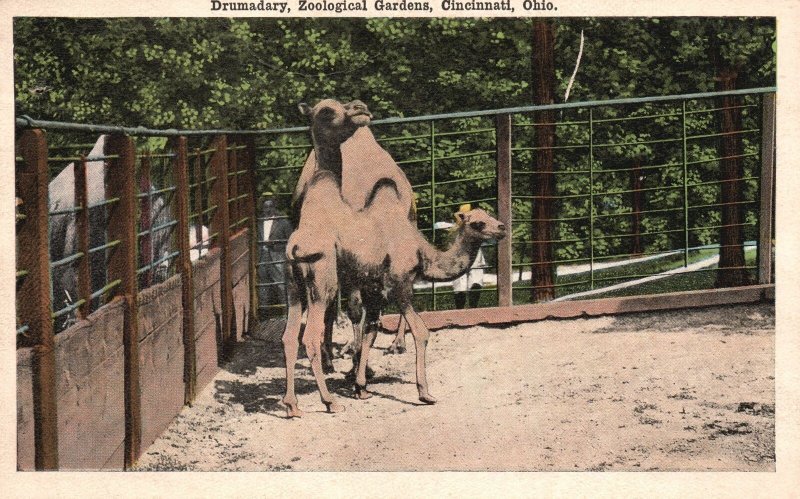 Vintage Postcard Drumadary Animals Zoological Garden Cincinnati Ohio OH CNC Pub.