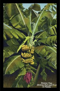 1940s Florida Banana Tree Loaded with Fruit Linen Postcard 260 