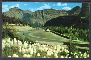 Bear Grass,Glacier National Park