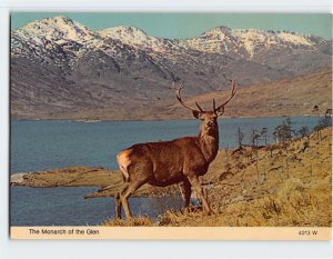Postcard The Monarch of the Glen, Scotland