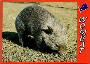 Wombat Native to Australia AU Flag Postcard D94