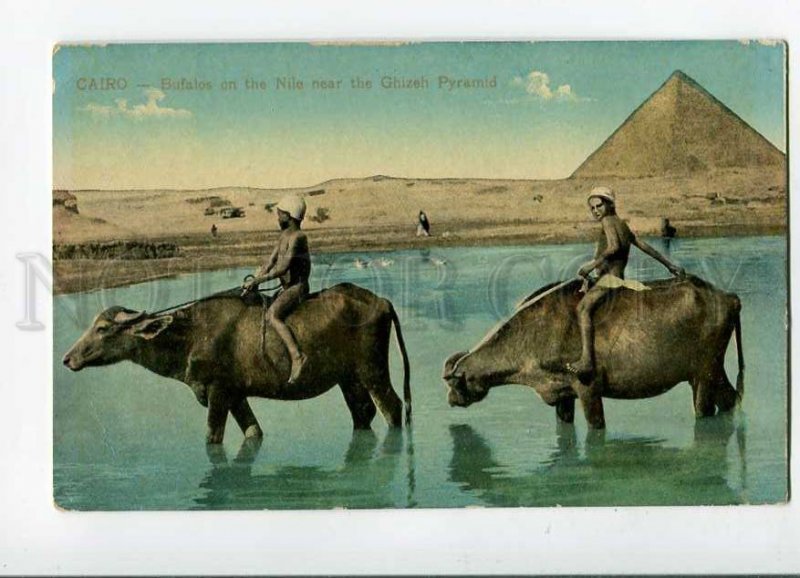 3031437 Boys on Bulls EGYPT Ghizeh Pyramid. Vintage PC