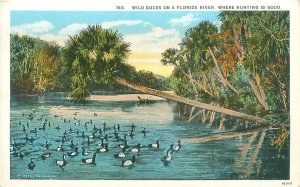 Wild Ducks on a Florida River WB Postcard Unused