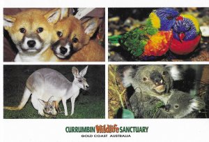 Dingo Pups, Kangaroo & Joey, Lorikeets, Koalas Gold Coast Australia 4 by 6