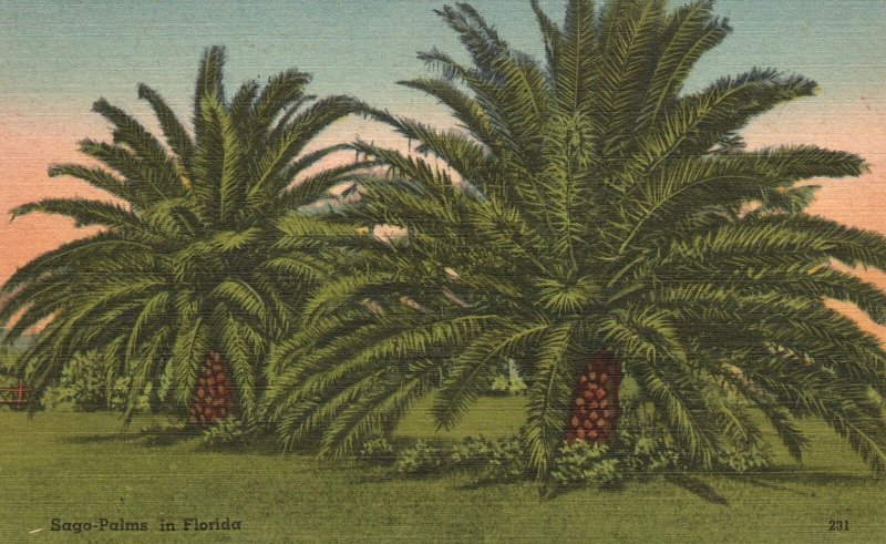 Vintage Postcard Sago Palm India Genus Metrozylon Granulated Paste For Tapioca