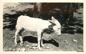 1940s Siesta Time North Rim Grand Canyon AZ Little Burro RPPC real photo 5351