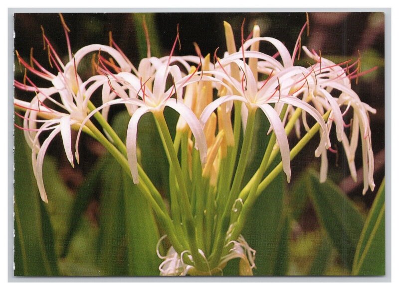 Postcard Spider Lily Hawaii Continental View