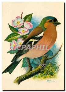 Postcard Modern Vink Chaffinch Pinson ordinary