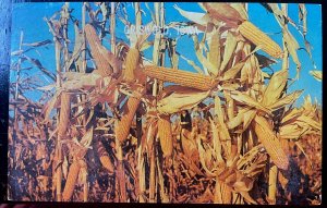 Vintage Postcard 1967 Welcome to Griswold, Iowa (Corn, Corn, Corn)