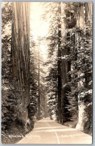 Redwood Highway California 1940s RPPC Real Photo Postcard Redwood Trees Road