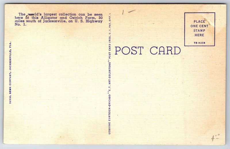 St Augustine Florida~Old Columbus @ Caspers Alligator Jungle~Vtg Linen Postcard