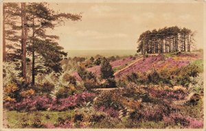 Finchamstead Ridges Berkshire England~1939 Friths Color Photo POSTCARD