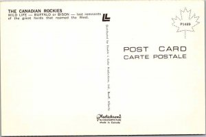 Postcard ANIMAL SCENE Canadian Rockies Alberta AB AK0347