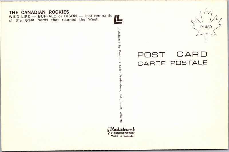 Postcard ANIMAL SCENE Canadian Rockies Alberta AB AK0347