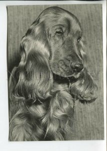 465686 USSR 1961 year photo of Eric Tylinik Cocker Spaniel dog postcard